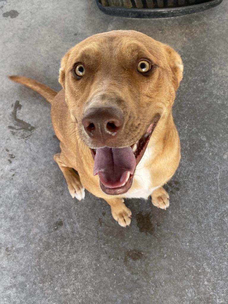 Kimber, an adoptable Labrador Retriever in Big Spring, TX, 79720 | Photo Image 1