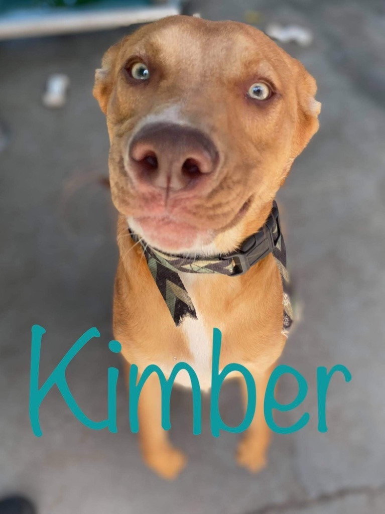 Kimber, an adoptable Labrador Retriever in Big Spring, TX, 79720 | Photo Image 2