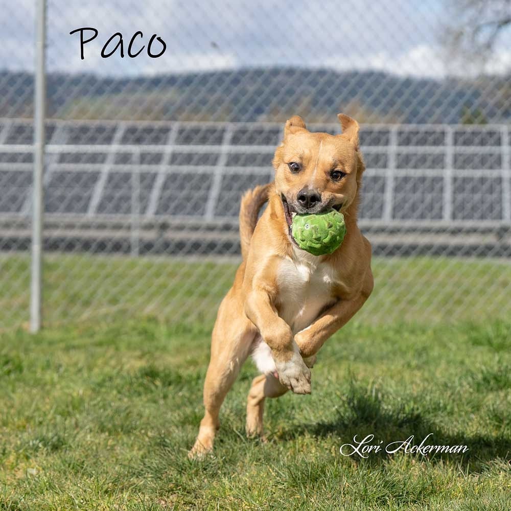 Paco