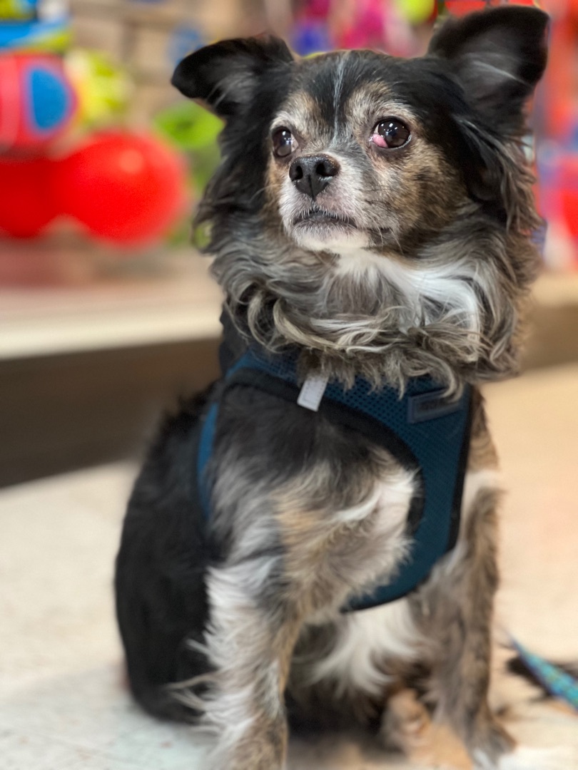 Reggie, an adoptable Chihuahua in Delmar, NY, 12054 | Photo Image 2