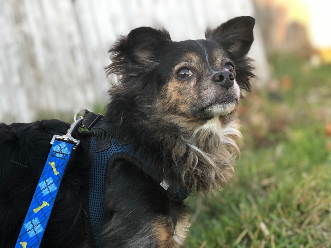 Reggie, an adoptable Chihuahua in Delmar, NY, 12054 | Photo Image 1