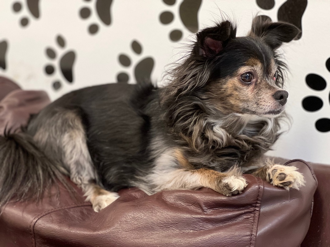 Reggie, an adoptable Chihuahua in Delmar, NY, 12054 | Photo Image 3