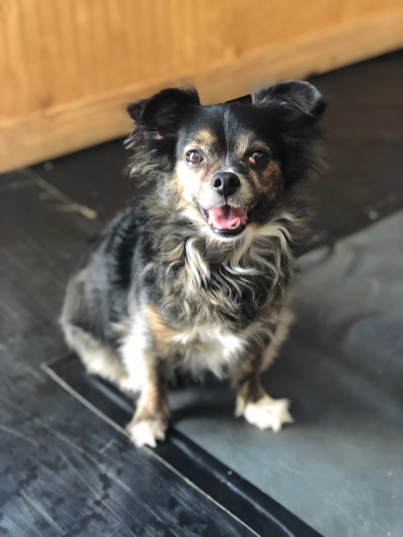 Reggie, an adoptable Chihuahua in Delmar, NY, 12054 | Photo Image 4