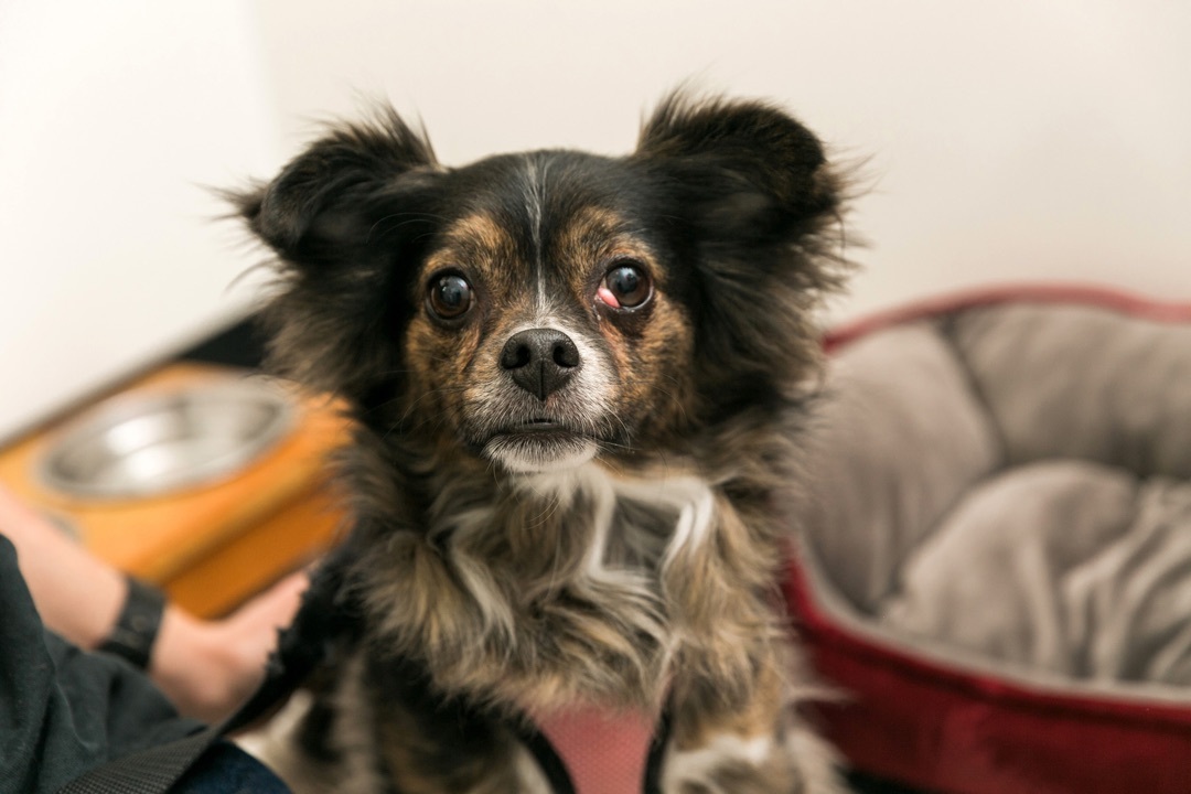 Reggie, an adoptable Chihuahua in Delmar, NY, 12054 | Photo Image 5
