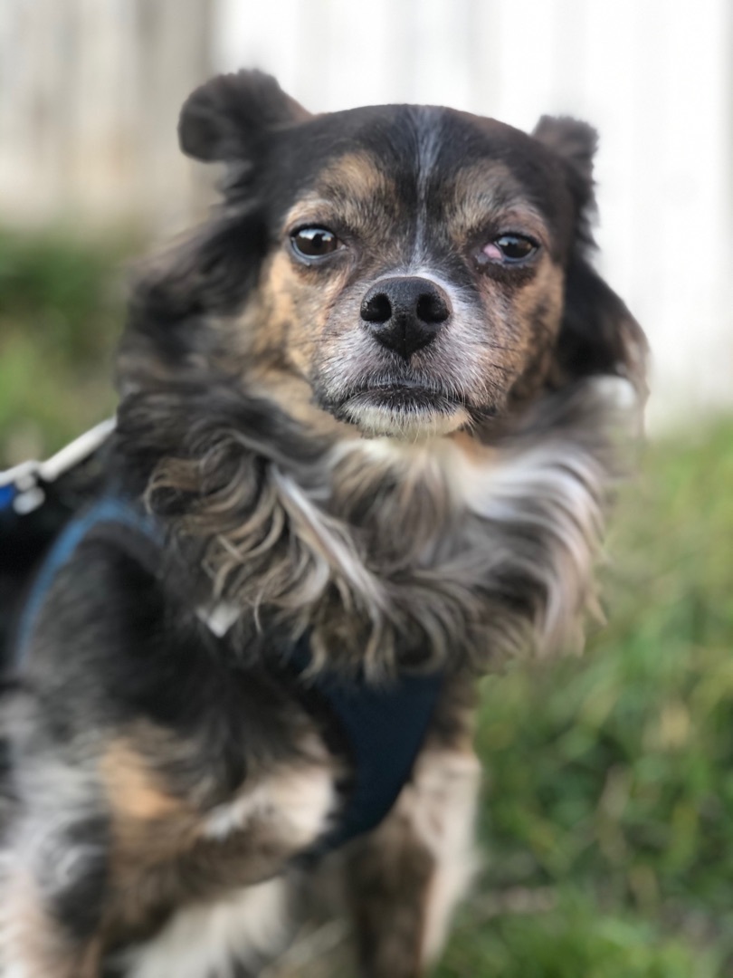 Reggie, an adoptable Chihuahua in Delmar, NY, 12054 | Photo Image 6