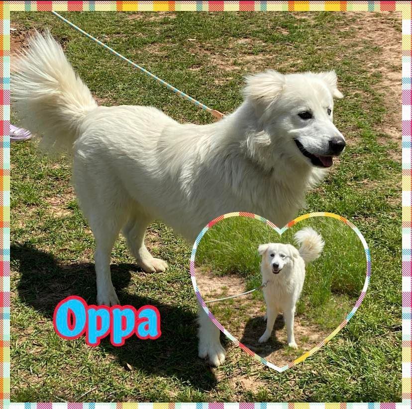 Oppa