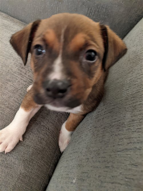 Chocolate Chip valentine pup