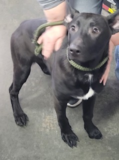 australian kelpie lab mix