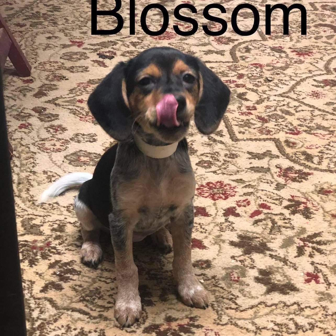 Blossom