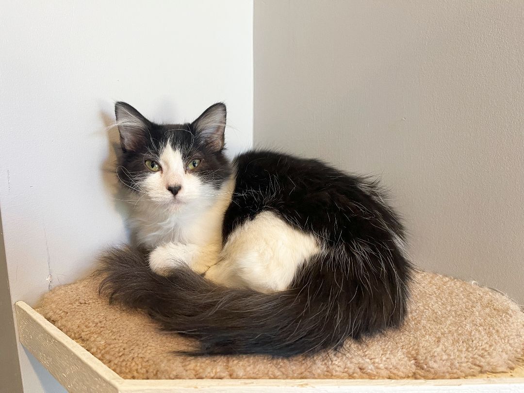 Cat for adoption Sylvie, a Domestic Medium Hair in Lincoln, NE