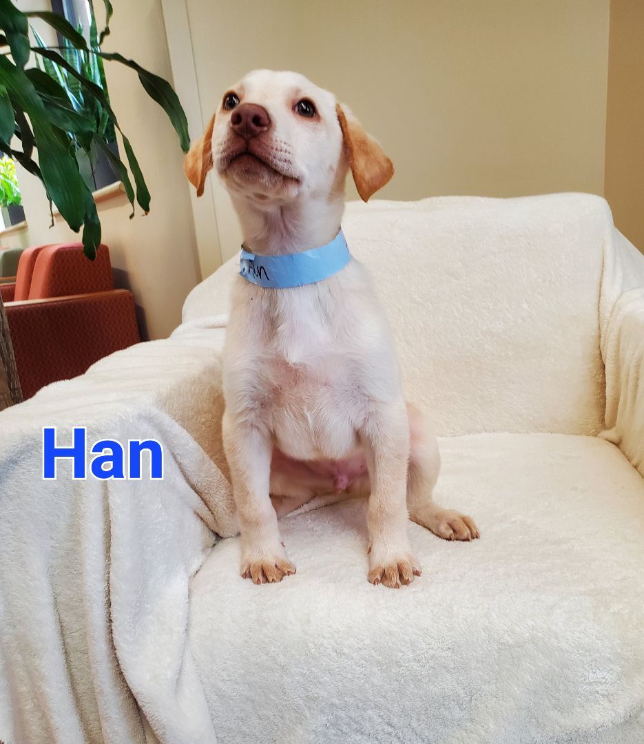 Han