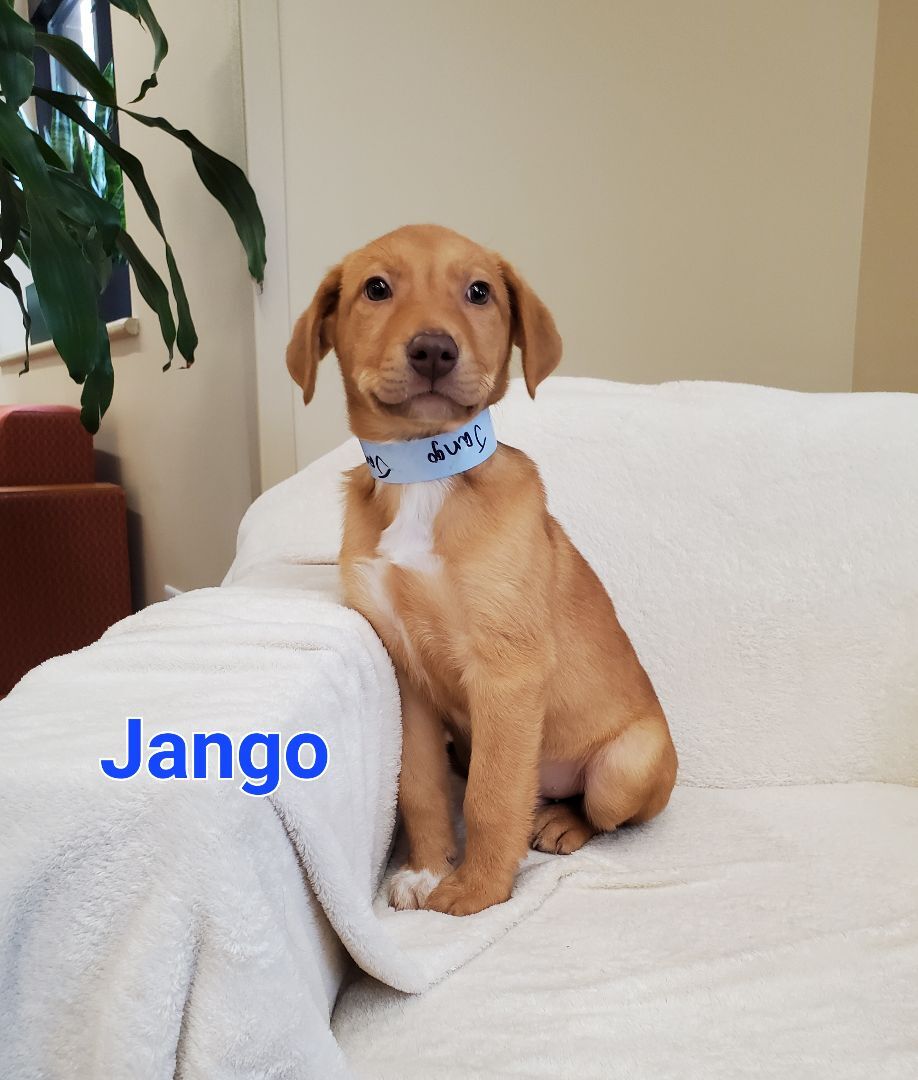 Jango