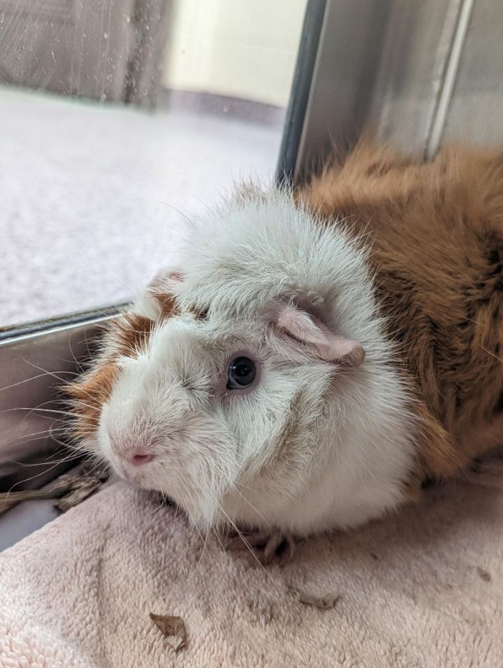 Crash, an adoptable Guinea Pig in Harrisburg, PA_image-4