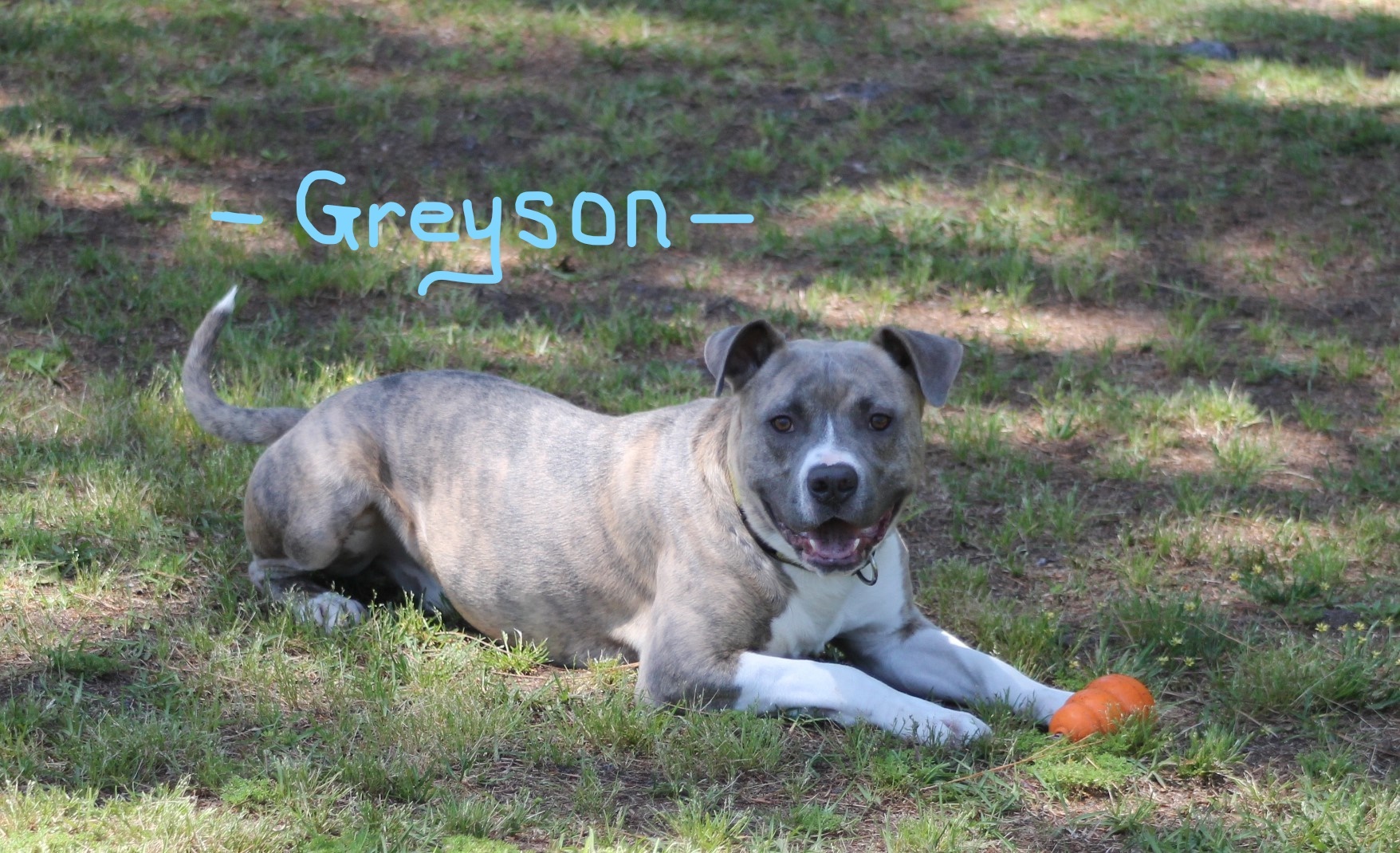 GREYSON