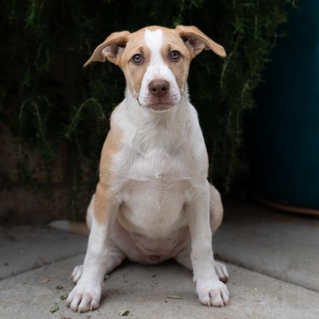 Teriyaki Pup - Kalbi