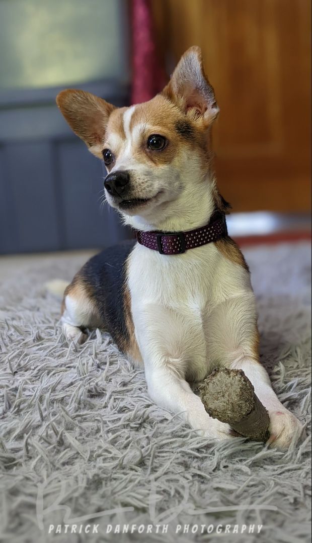 Nugget, an adoptable Terrier, Chihuahua in Lacona, NY, 13083 | Photo Image 2