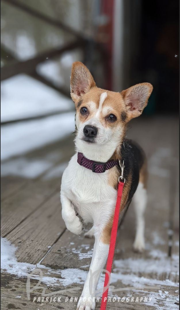 Nugget, an adoptable Terrier, Chihuahua in Lacona, NY, 13083 | Photo Image 6