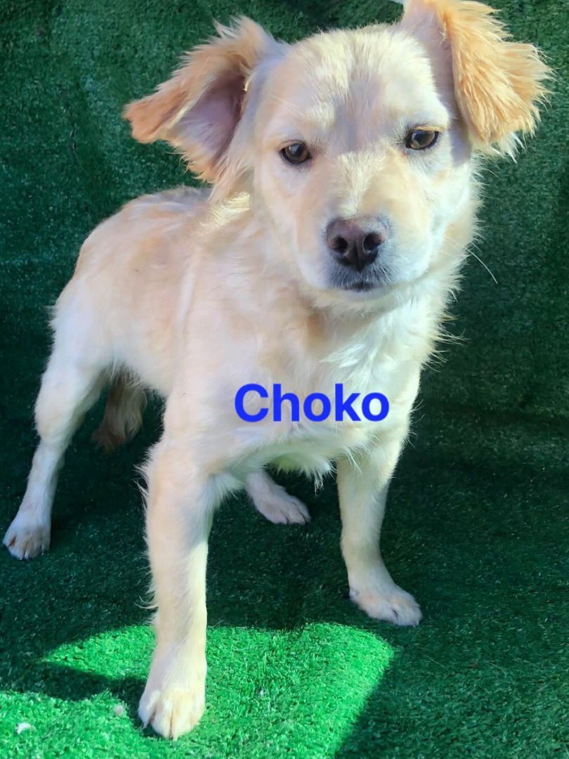 Choko