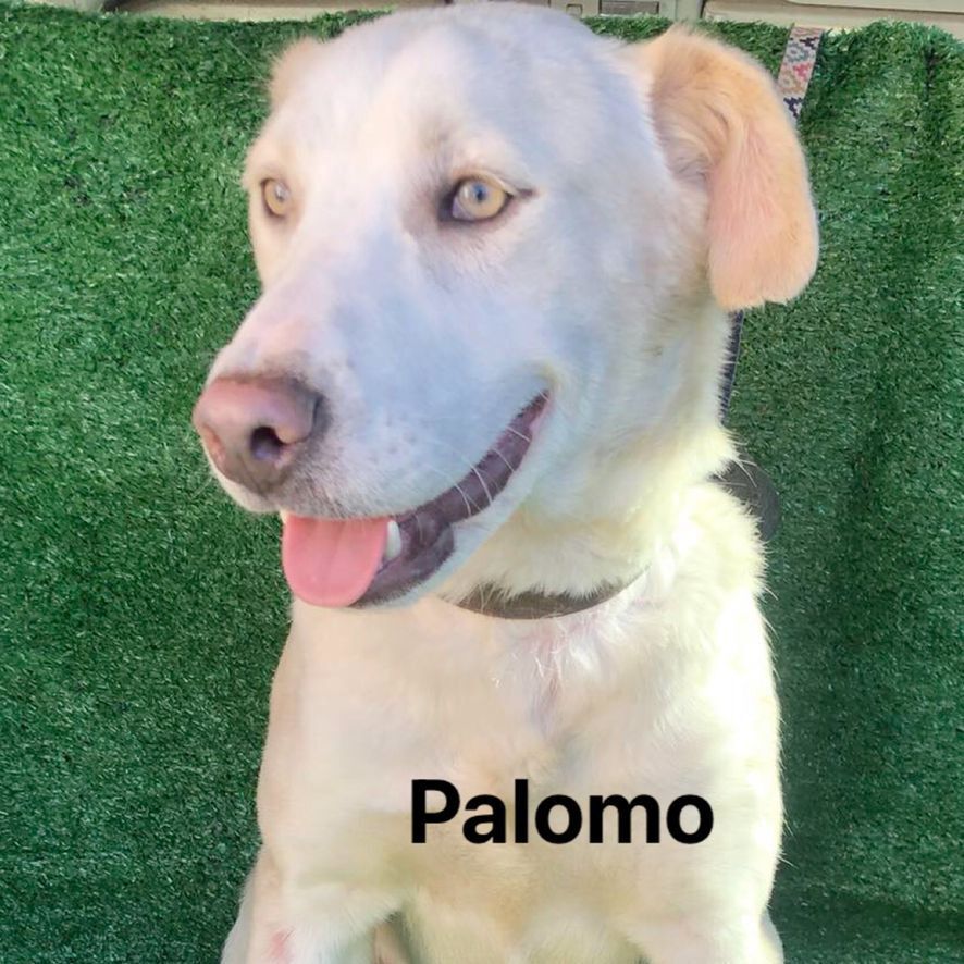 Palomo