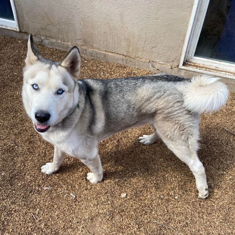 Ranger, an adoptable Husky in Phoenix, AZ, 85028 | Photo Image 2