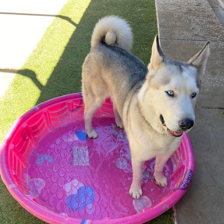 Ranger, an adoptable Husky in Phoenix, AZ, 85028 | Photo Image 4