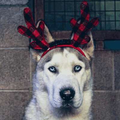 Ranger, an adoptable Husky in Phoenix, AZ, 85028 | Photo Image 6