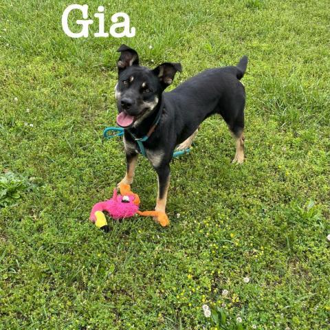 Gia