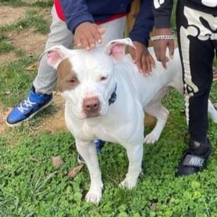 Levon, an adoptable Pit Bull Terrier Mix in Washington, DC_image-1