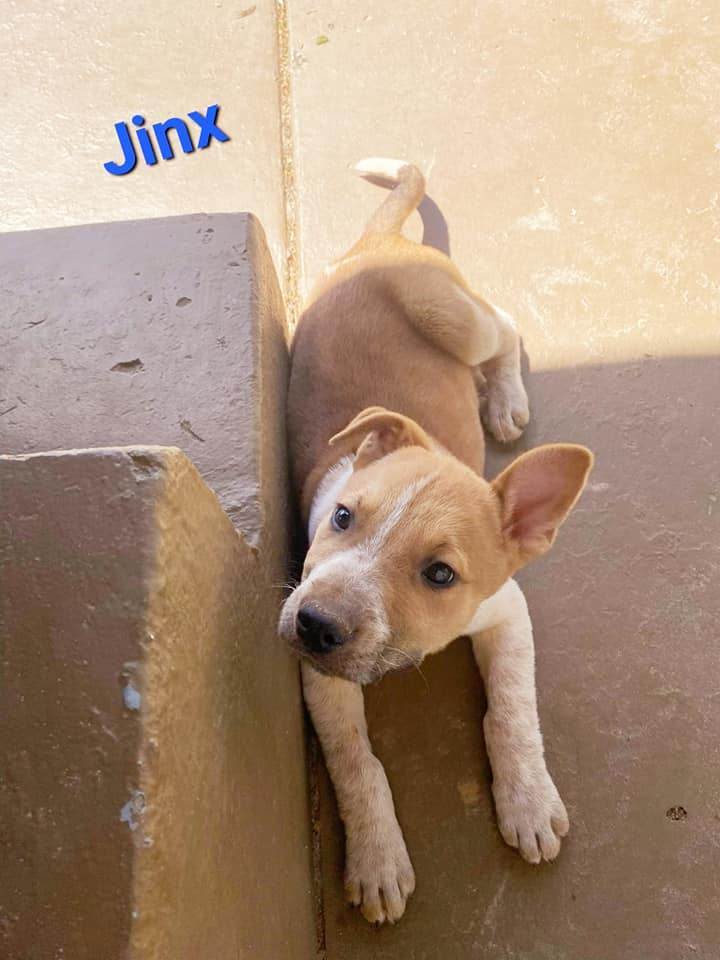 Jinx