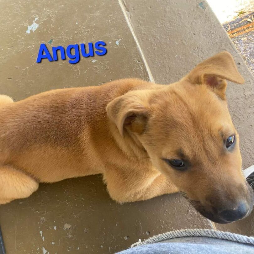 Angus