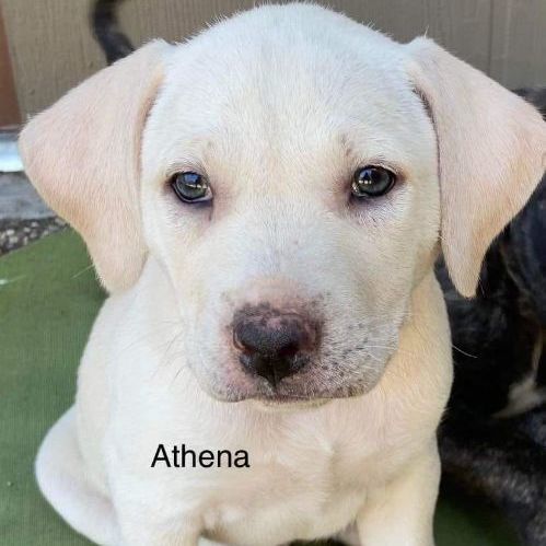 Athena