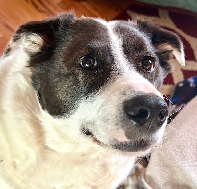 Maisy Dae, an adoptable Terrier, Border Collie in Kellogg, ID, 83837 | Photo Image 4