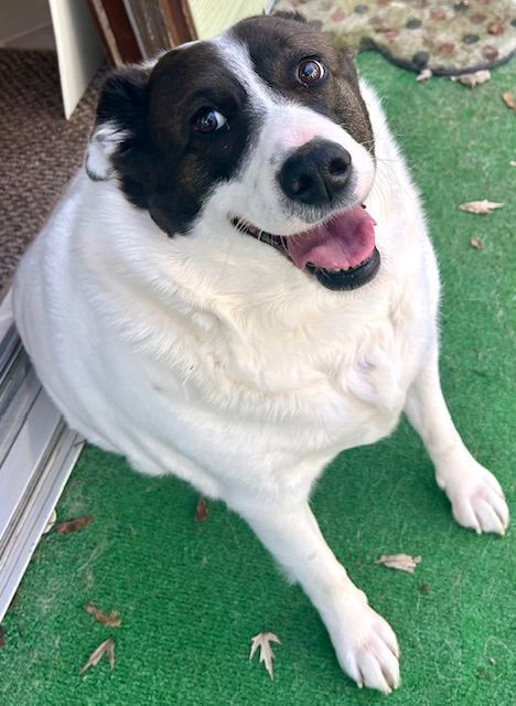 Maisy Dae, an adoptable Terrier, Border Collie in Kellogg, ID, 83837 | Photo Image 5