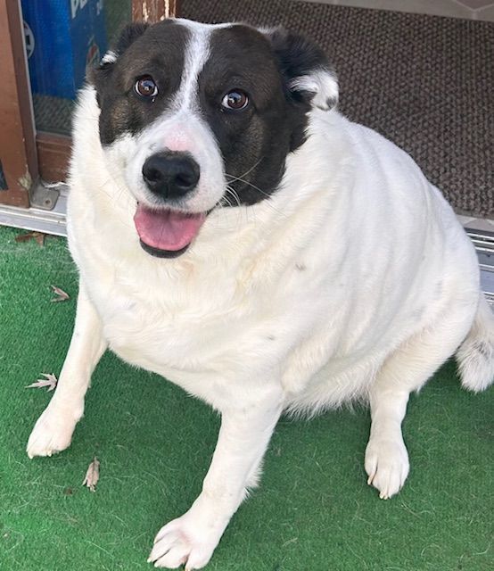 Maisy Dae, an adoptable Terrier, Border Collie in Kellogg, ID, 83837 | Photo Image 6