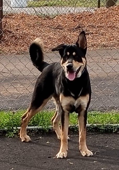 Rocko, an adoptable Rottweiler & German Shepherd Dog Mix in Plainfield, NJ_image-1