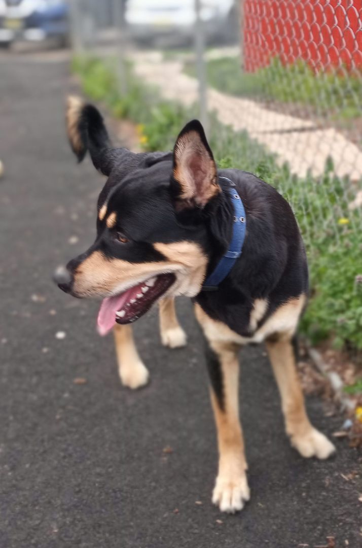 Rocko, an adoptable Rottweiler & German Shepherd Dog Mix in Plainfield, NJ_image-2