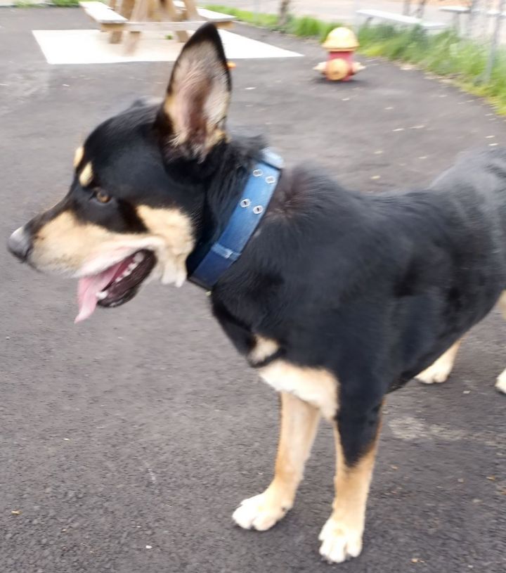 Rocko, an adoptable Rottweiler & German Shepherd Dog Mix in Plainfield, NJ_image-3