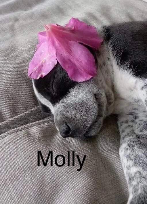 Molly