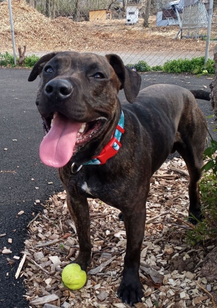 Prince, an adoptable Terrier & Pit Bull Terrier Mix in Plainfield, NJ_image-2