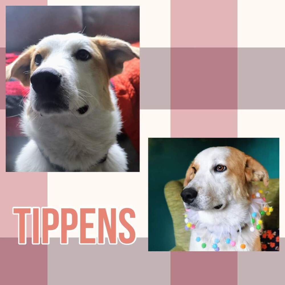 Tippens