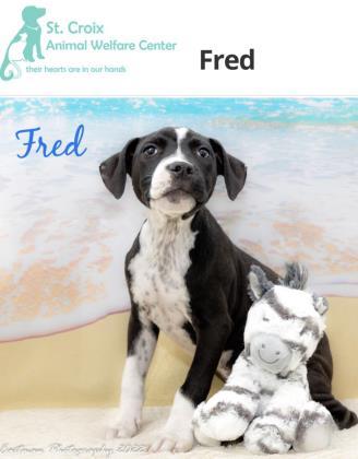 Fred