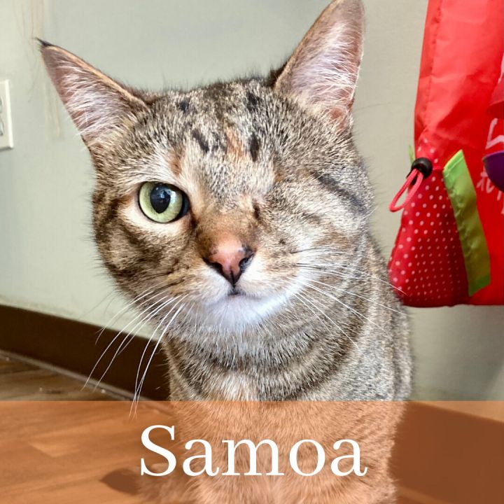 Savannah, an adoptable Domestic Short Hair & Calico Mix in Kennett Square, PA_image-2