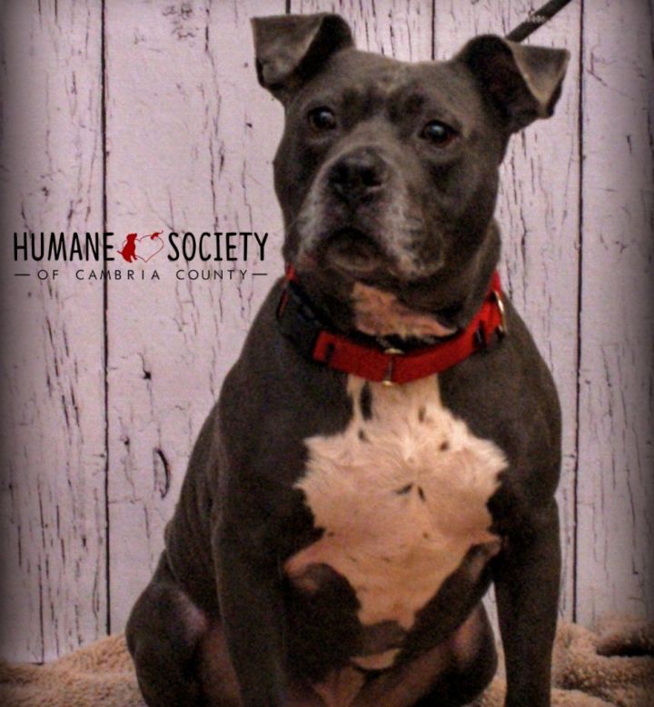 Prince, an adoptable Pit Bull Terrier in Johnstown, PA_image-2