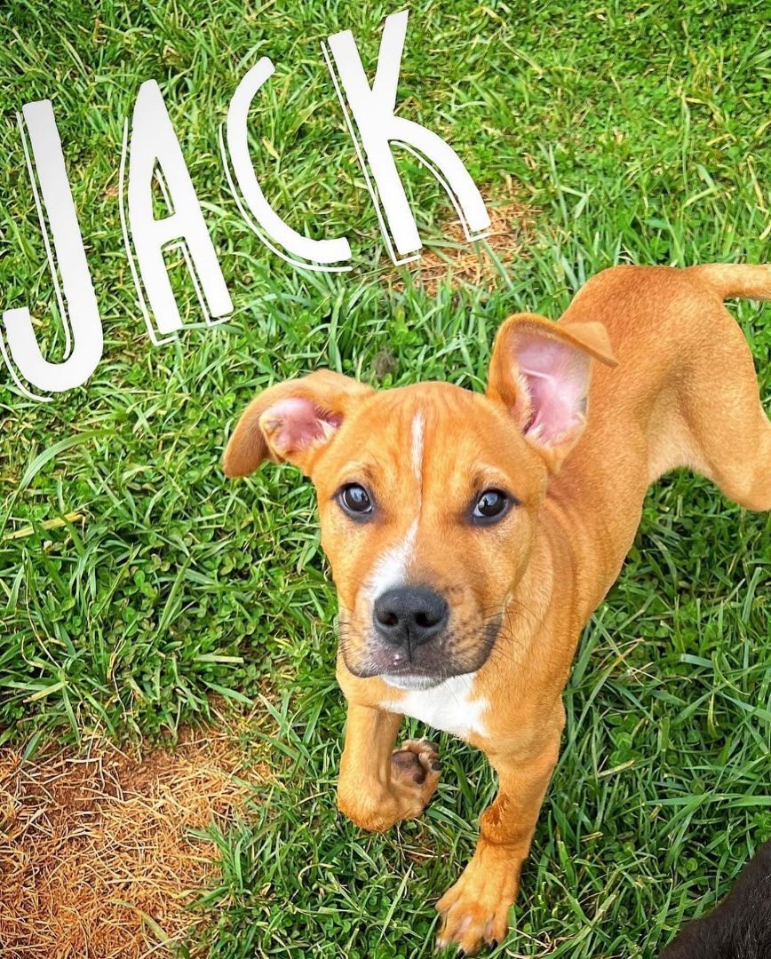 Jack