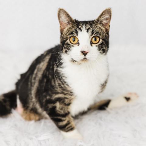 Froggie, an adoptable Domestic Short Hair in St. Paul, MN, 55119 | Photo Image 1