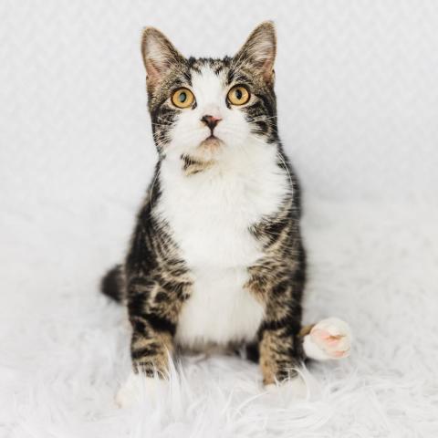 Froggie, an adoptable Domestic Short Hair in St. Paul, MN, 55119 | Photo Image 1