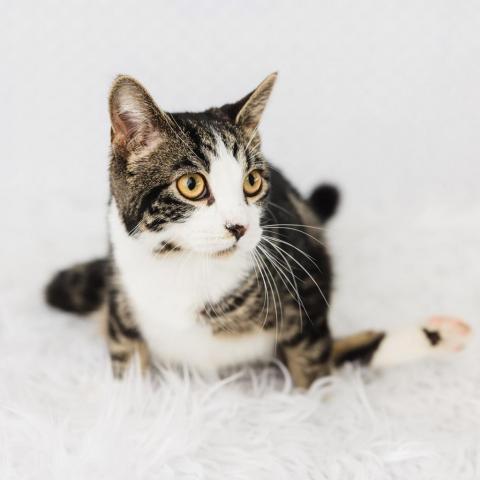Froggie, an adoptable Domestic Short Hair in St. Paul, MN, 55119 | Photo Image 3