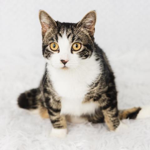 Froggie, an adoptable Domestic Short Hair in St. Paul, MN, 55119 | Photo Image 4