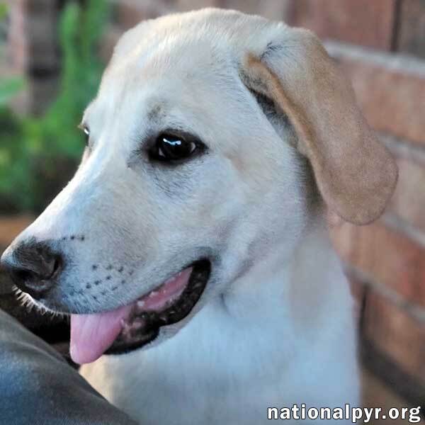 Amber in FL - Gentle & Cuddly Girl!