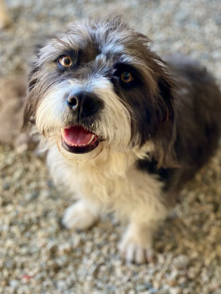 Chicka (Bonded to Twin), an adoptable Terrier & Shih Tzu Mix in Agua Dulce, CA_image-2
